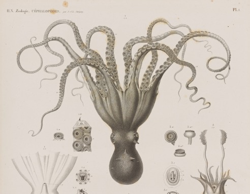 Public Domain Vintage Octopus image